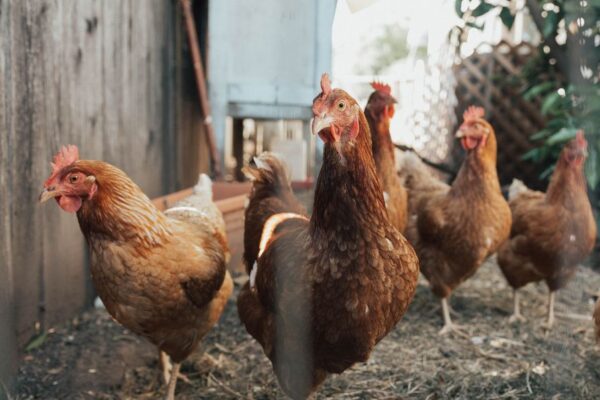 Poulet de chair